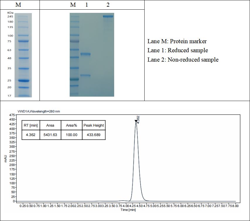 SDS-PAGE and HPLC results of GMLS-Tag001-Ab-1