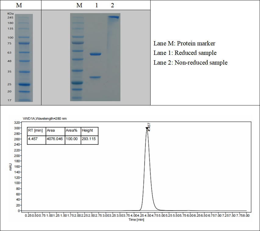 GMP-IVD-P033-Tg003-Ab01