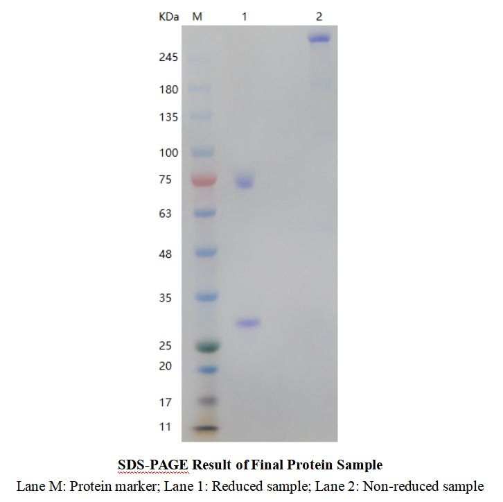 GMP-IVD-P033-Tg003-Ab02