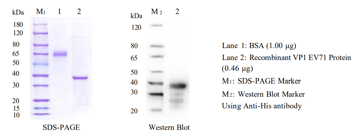 GMP-IVD-P033-Tg003-Ab01