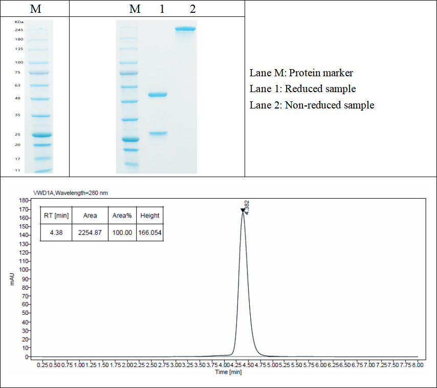 SDS-PAGE and HPLC results of GMP-VT-P231-Tg001-Ab02