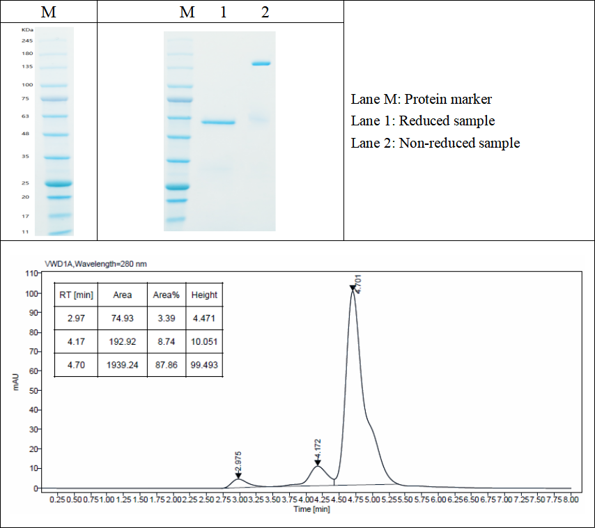 SDS-PAGE and HPLC results of GMP-VT-P231-Tg001-Ab03