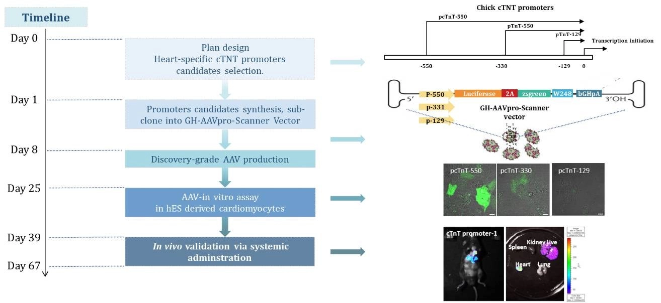 Heart-specific AAV expression vector development