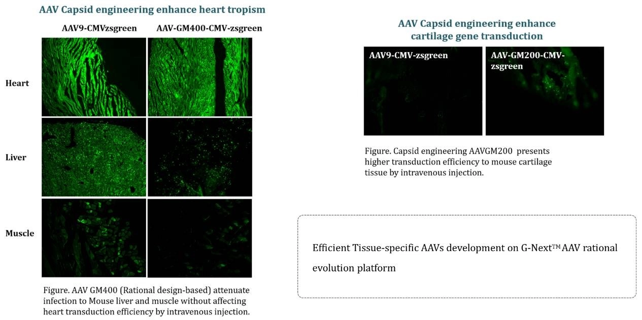 Better Tissue Specificity of Engineered AAV Vector