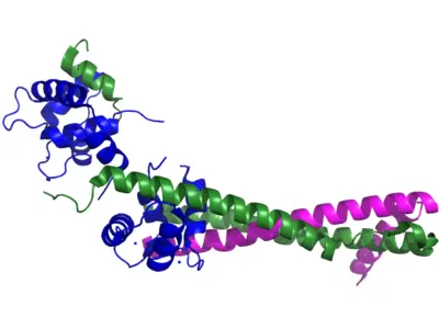 Structure of cTnl.