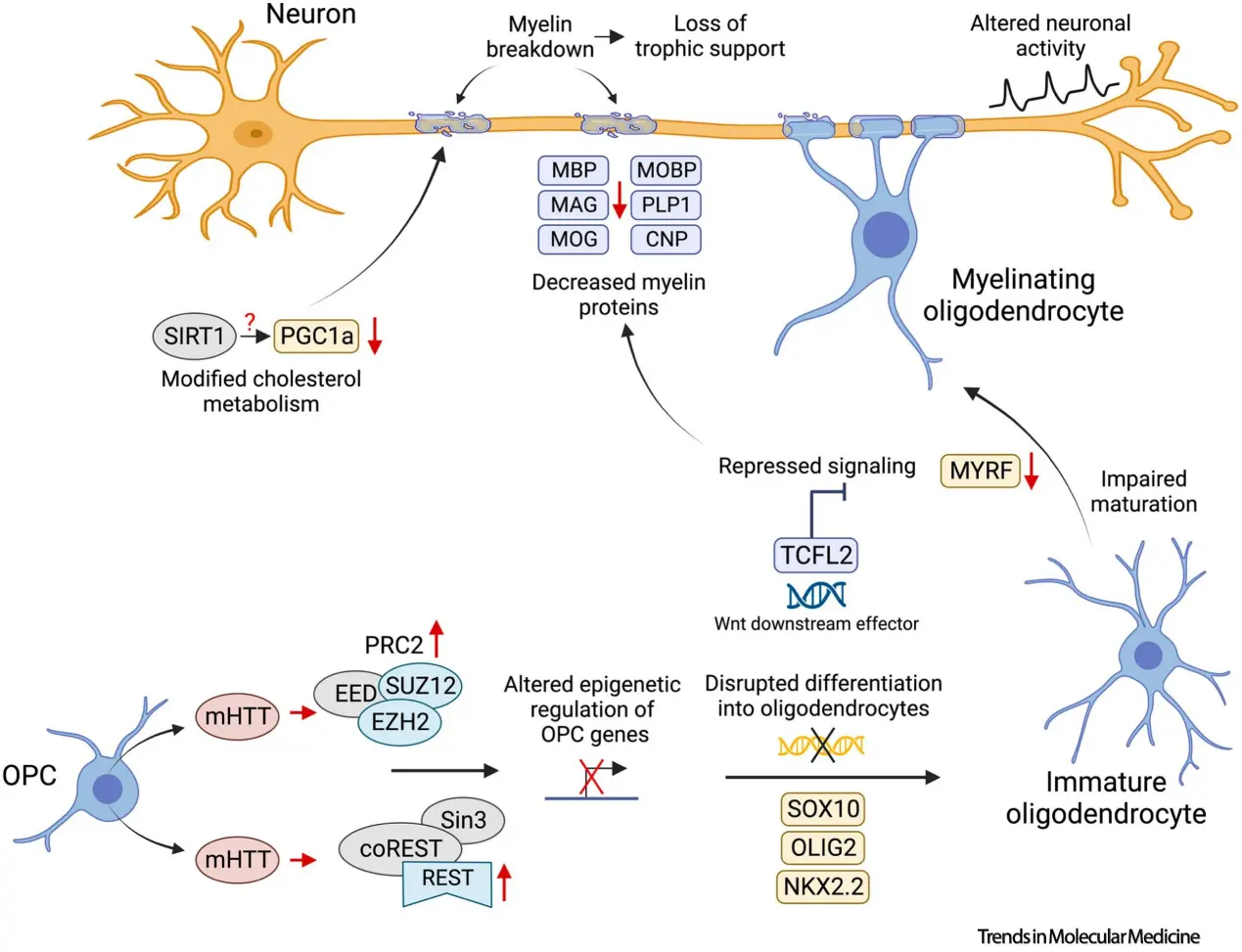 Oligodendrocyte pathology in Huntington's disease: from mechanisms to therapeutics