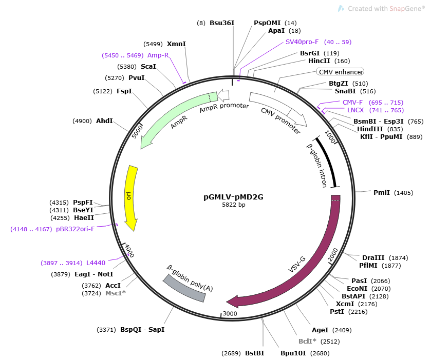 Map and sequence of pGMLV-pMD2G