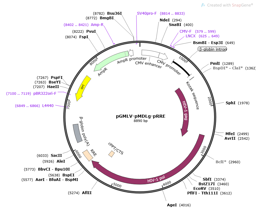 Map and sequence of pGMLV-pMDLg-pRRE