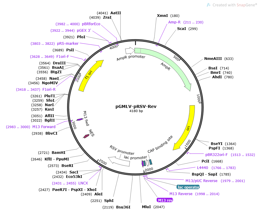 Map and sequence of pGMLV-pRSV-Rev