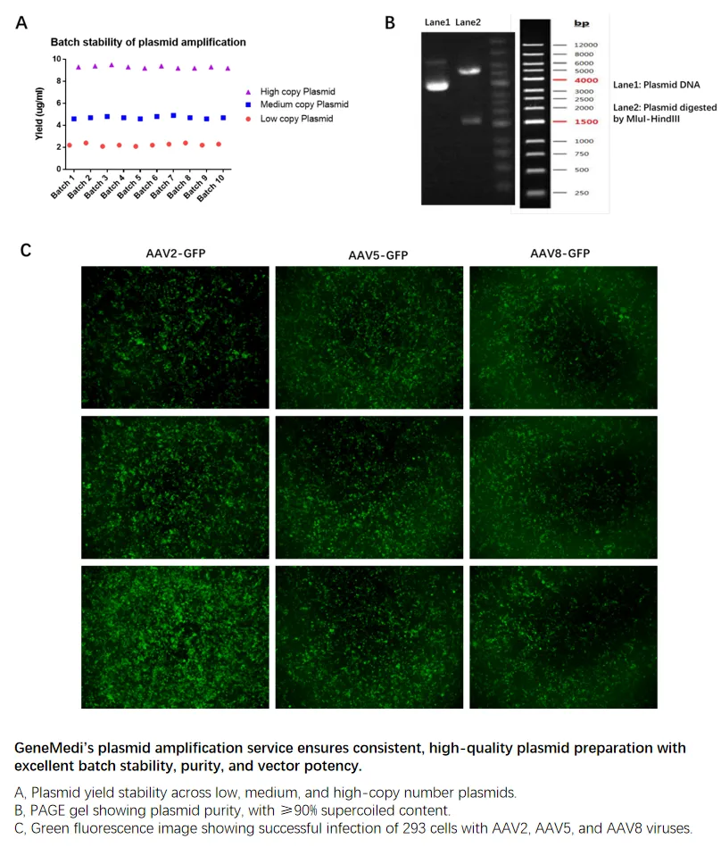 plasmid preparation validation